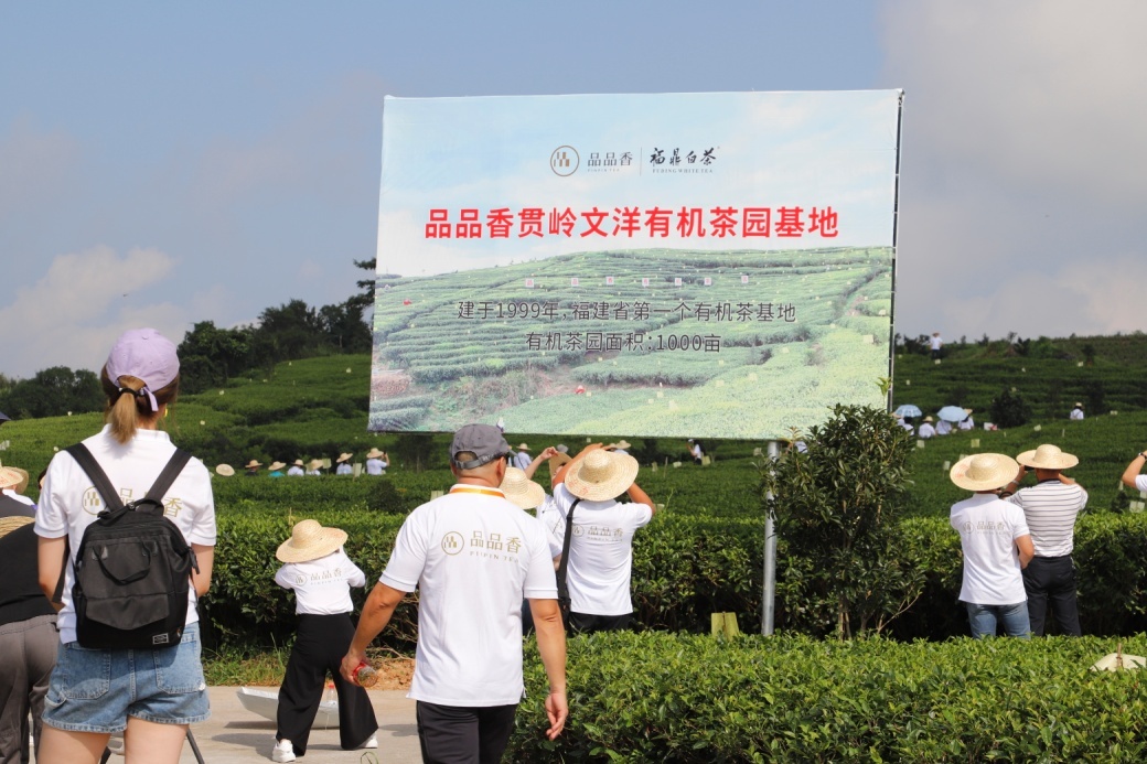 1999年,品品香茶业在文洋村建成第一个茶基地——贯岭文洋有机茶园