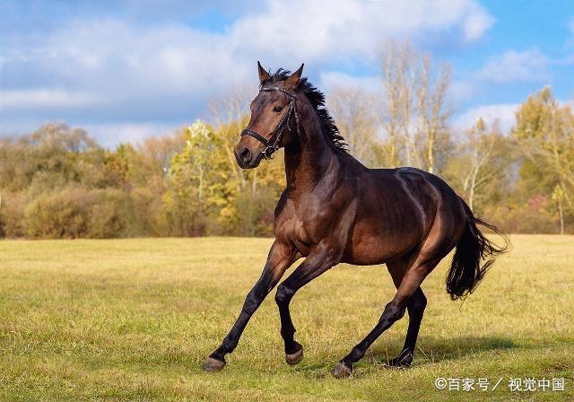 陈帅佛:预测2019年十二生肖桃花运丶财运及官